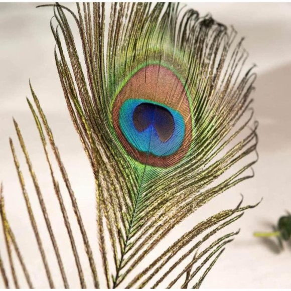 50 Count | Peacock GREEN Blue Feathers 10-12 inches for Wedding Decor - Picture 7 of 7